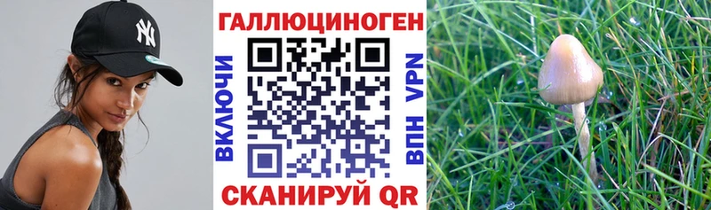 сколько стоит  Кострома  ОМГ ОМГ ссылки  Галлюциногенные грибы Psilocybe 